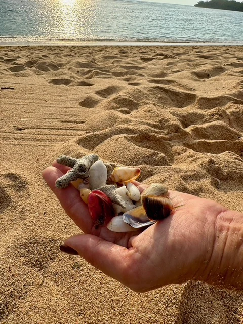 A hand holding small seashells above a sandy beach